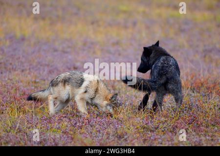 Grauwolf, Canis Lupus, Erwachsener spielt mit einem Welpen in der Herbsttundra des Denali National Park, im Inneren Alaskas Stockfoto
