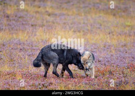 Grauwolf, Canis Lupus, Erwachsener spielt mit einem Welpen in der Herbsttundra des Denali National Park, im Inneren Alaskas Stockfoto