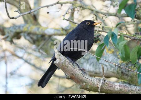 Männliche Amsel (turdus merula) in der Nähe von Efeubeeren Stockfoto