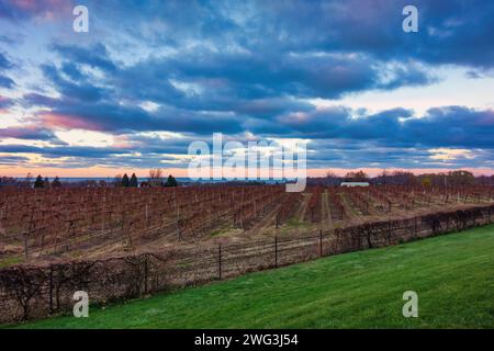 Weinberg am Ufer des Lake Erie, Pennsylvania, USA Stockfoto