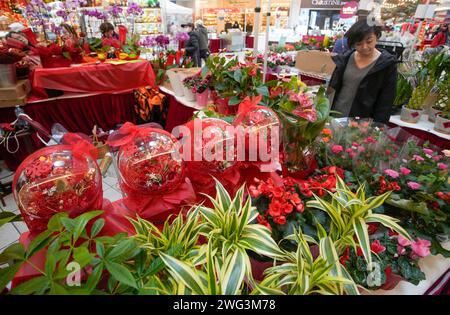 Richmond, Kanada. Februar 2024. Am 2. Februar 2024 wählt eine Frau Blumen auf der Chinesischen Neujahrsblume und Geschenkmesse in Richmond, British Columbia, Kanada. Die Messe begann hier am Freitag mit etwa hundert Ständen, die viele Besucher anzogen, um für das kommende chinesische Mondneujahr einzukaufen. Quelle: Liang Sen/Xinhua/Alamy Live News Stockfoto