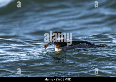 Weiblicher Büffelkopf (Bucephala albeola) im Puget Sound mit frischem Fang Stockfoto