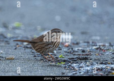 Song Sparrow (Melospiza melodia) am Strand Stockfoto