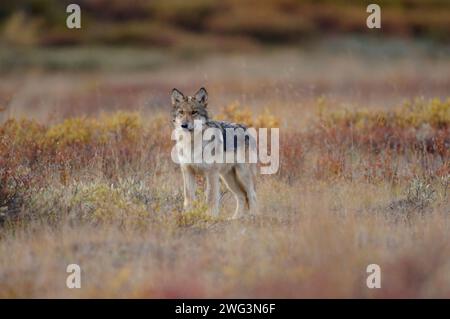 Grauwolf, Canis Lupus, Welpen in der Herbsttundra des Denali-Nationalparks im Inneren Alaskas Stockfoto