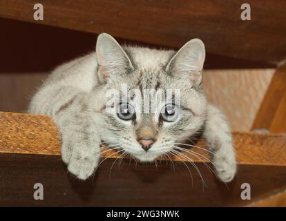 Als die Katze den Kopf unter den Schrank steckte, öffnete sie überraschend die Augen, als sie eine kleine Maus sah. Stockfoto