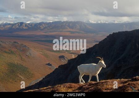dall-Schafe, Ovis dalli, Widder bewohnen die Berggipfel im Inneren des Denali-Nationalparks, Alaska Stockfoto