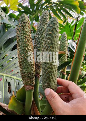 Nahaufnahme der Früchte von Monstera deliciosa Stockfoto