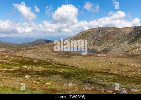 Kosciusko Nationalpark Landschaft am Sommertag 2024 mit Lake Cootapatamba und Sommerblumen, New South Wales, Australien Stockfoto