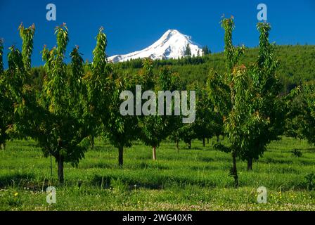 Mt Hood über Orchard, Hood River County, Oregon Stockfoto