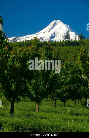 Mt Hood über Orchard, Hood River County, Oregon Stockfoto