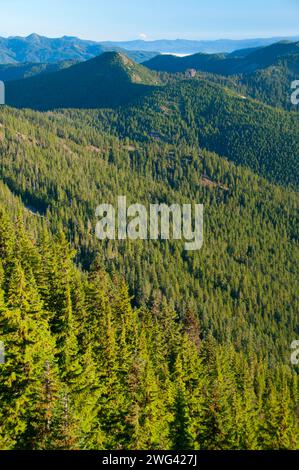 Battle Creek Wald Streitaxt Gipfel, Bull der Wald Wildnis, Mt Hood National Forest, Oregon Stockfoto