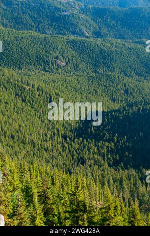 Battle Creek Wald Streitaxt Gipfel, Bull der Wald Wildnis, Mt Hood National Forest, Oregon Stockfoto