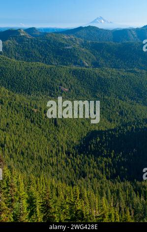 Battle Creek Wald Streitaxt Gipfel, Bull der Wald Wildnis, Mt Hood National Forest, Oregon Stockfoto