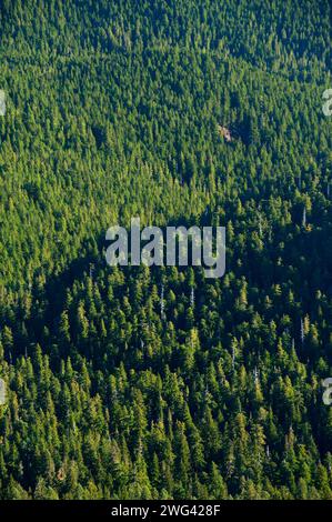 Battle Creek Wald Streitaxt Gipfel, Bull der Wald Wildnis, Mt Hood National Forest, Oregon Stockfoto