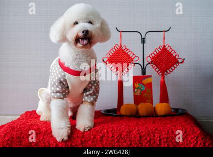 Entzückender weißer Pudelhund mit chinesischem Neujahrstuch mit hängendem Anhänger, rotem Umschlag oder ang Pao (Worte bedeuten Drache und viel Glück) und Orangen Stockfoto