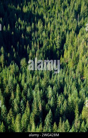 Der Battle Ax Creek Quellgebiet des Battle Ax Mountain Trail, Bull of the Woods Wilderness, Mt Hood National Forest, Oregon Stockfoto