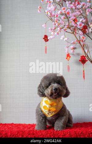 Bezaubernder schwarzer Pudelhund mit chinesischem Neujahrskragen und hängendem Anhänger (Wort bedeutet Segen) mit rosa Kirschblüten auf rotem Stoffboden. Stockfoto