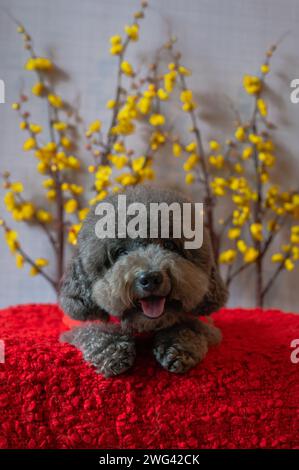 Entzückender schwarzer Pudelhund mit chinesischem Neujahrstuch mit gelber Kirschblüte auf rotem Stoffboden. Stockfoto