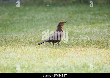 Eine Amsel turdus merula läuft auf dem Gras eines Gartenrasens Stockfoto