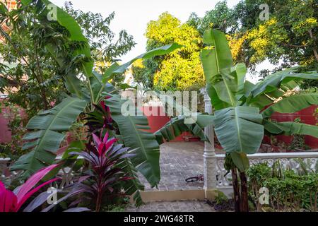 Ein grüner Garten im Hinterhof (Holguín, Kuba) Stockfoto