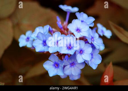 Kunstfoto von schönen und vielfältigen Phloxblumen in interessanten Farben und einer ungewöhnlichen Palette. Blühende Blütenknospen wachsen im Garten. Stockfoto