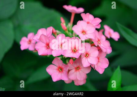 Kunstfoto von schönen und vielfältigen Phloxblumen in interessanten Farben und einer ungewöhnlichen Palette. Blühende Blütenknospen wachsen im Garten. Stockfoto