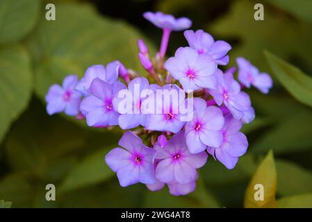 Kunstfoto von schönen und vielfältigen Phloxblumen in interessanten Farben und einer ungewöhnlichen Palette. Blühende Blütenknospen wachsen im Garten. Stockfoto