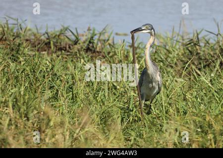Schwarzhalsreiher und Mosambik-Speikobra / Schwarzer Reiher und mosambikanische Spuckkobra / Ardea melanocephala et Naja mossambica Stockfoto