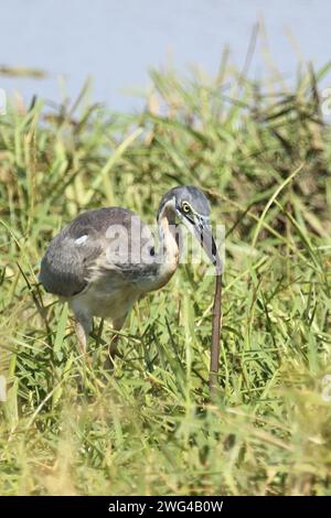 Schwarzhalsreiher und Mosambik-Speikobra / Schwarzer Reiher und mosambikanische Spuckkobra / Ardea melanocephala et Naja mossambica Stockfoto