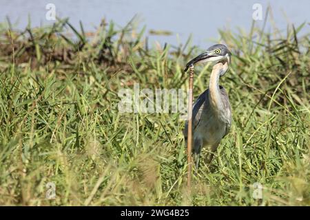 Schwarzhalsreiher und Mosambik-Speikobra / Schwarzer Reiher und mosambikanische Spuckkobra / Ardea melanocephala et Naja mossambica Stockfoto