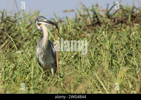 Schwarzhalsreiher und Mosambik-Speikobra / Schwarzer Reiher und mosambikanische Spuckkobra / Ardea melanocephala et Naja mossambica Stockfoto