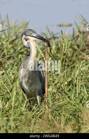 Schwarzhalsreiher und Mosambik-Speikobra / Schwarzer Reiher und mosambikanische Spuckkobra / Ardea melanocephala et Naja mossambica Stockfoto