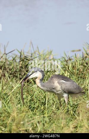 Schwarzhalsreiher und Mosambik-Speikobra / Schwarzer Reiher und mosambikanische Spuckkobra / Ardea melanocephala et Naja mossambica Stockfoto