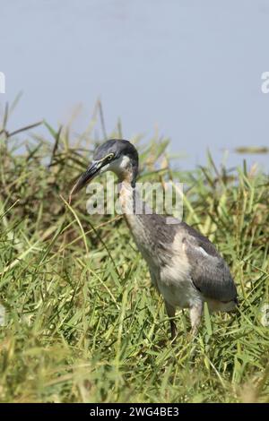 Schwarzhalsreiher und Mosambik-Speikobra / Schwarzer Reiher und mosambikanische Spuckkobra / Ardea melanocephala et Naja mossambica Stockfoto
