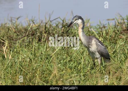 Schwarzhalsreiher und Mosambik-Speikobra / Schwarzer Reiher und mosambikanische Spuckkobra / Ardea melanocephala et Naja mossambica Stockfoto
