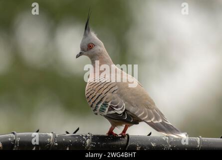 Haubentaube, Ocyphaps-Lophoten, hoch auf dem Zaun, Adelaide. Stockfoto