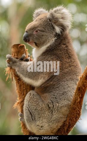 Koala, Phascolarctos cinereus, sitzt auf dem alten Eukalyptusbaum. Stockfoto