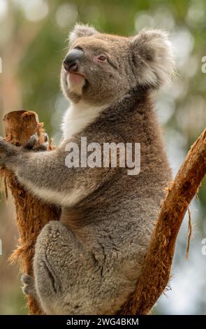 Koala, Phascolarctos cinereus, sitzt auf dem alten Eukalyptusbaum. Stockfoto