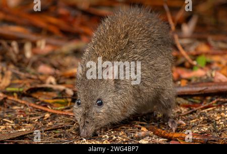 Langnasen-Potoroo, Potorus tridactylus - ein kleines allesfressenes Beuteltier. Südaustralien. Stockfoto