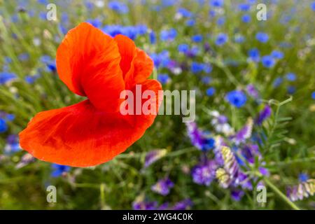 Blühende Wiesen und Felder mit Mohn und Kornblumen Stockfoto