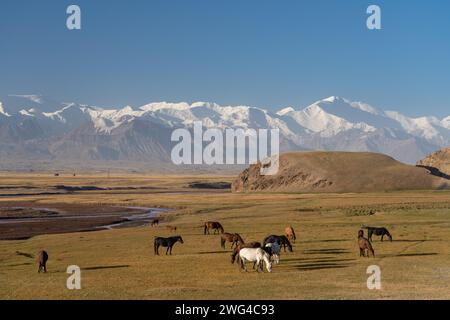 Blick auf die Landschaft am Morgen mit Pferden, die vor spektakulären schneebedeckten Trans-Alay- oder Trans-Alai-Gebirgen und dem Lenin-Gipfel, Kirgisistan, grasen Stockfoto