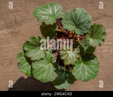 Nahaufnahme von oben auf saxifraga stolonifera aka Erdbeerbegonia, Erdbeergeranie oder kriechender Saxfrage im Sonnenlicht isoliert auf hölzernem Hintergrund Stockfoto