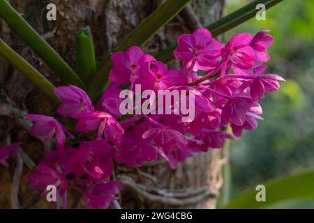 Nahaufnahme der hellvioletten rosa Asco centrum ampullaceum epiphytischen Orchideenarten Blumen, die draußen auf natürlichem Hintergrund blühen Stockfoto