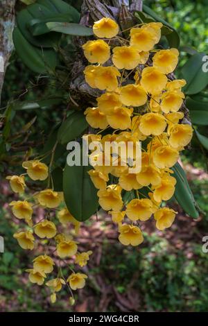 Nahaufnahme der gelben und orangen Blüten tropischer epiphytischer Orchideenarten dendrobium jenkinsii, die draußen auf natürlichem Hintergrund blühen Stockfoto