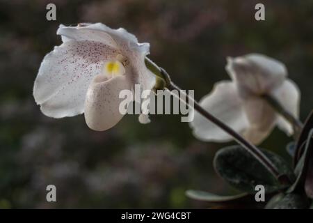 Nahaufnahme der tropischen Dame Slipper Orchideenart paphiopedilum niveum blüht im Freien mit hinterleuchteten weißen Blüten isoliert auf natürlichem Hintergrund Stockfoto