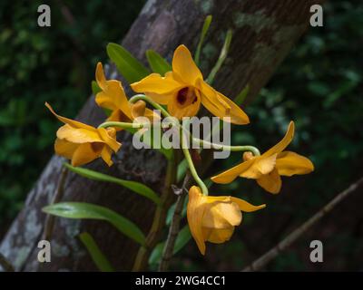 Nahaufnahme der epiphytischen tropischen Orchideenarten dendrobium moschatum hellgelbe und dunkelrote Blumen isoliert draußen auf dunklem natürlichem Hintergrund Stockfoto