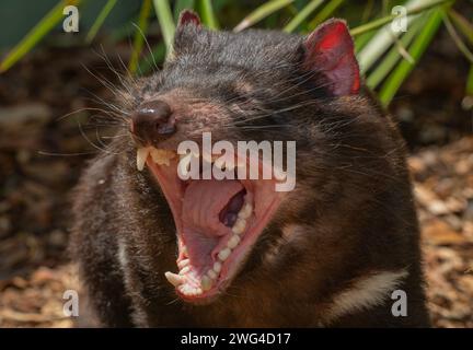 Tasmanischer Teufel, Sarcophilus harrisii, Gähnen oder Knurren. Tasmanien. Stockfoto