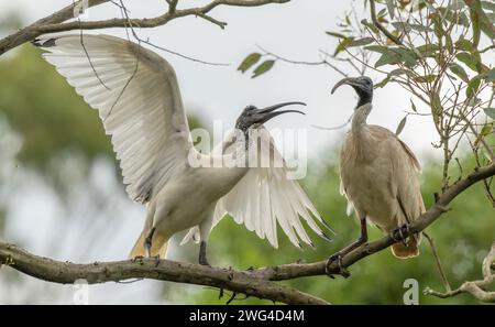 Zwei australische weiße Ibis, Threskiornis molucca, interagieren auf Baumzweigen. Stockfoto
