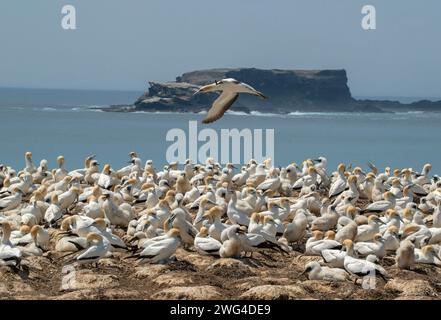 Australasian Tölpel, Morus Serrator, im Flug über die Festland-Tölpel-Kolonie (Gannet Rookery) bei Point Danger in der Nähe von Portland. Victoria, Australien. Stockfoto