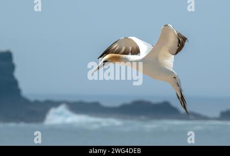 Australasian Tölpel, Morus Serrator, im Flug über die Festland-Tölpel-Kolonie (Gannet Rookery) bei Point Danger in der Nähe von Portland. Victoria, Australien. Stockfoto